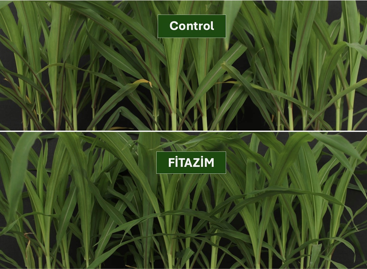 Fitazim-treated plants showing superior health and growth